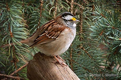 Sparrow On A Log_DSCF01214.jpg - White-throated Sparrow (Zonotrichia albicollis) photographed at Ottawa, Ontario, Canada.